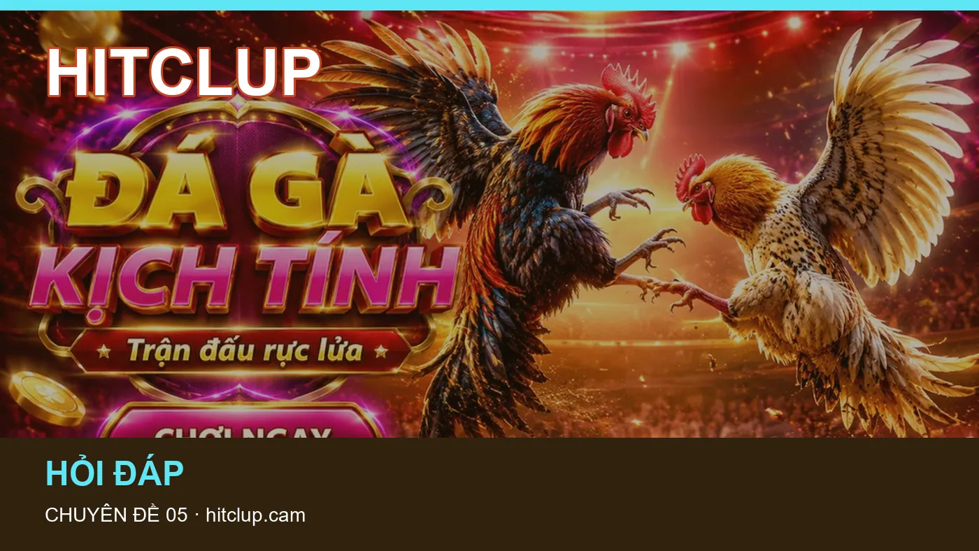 Trải nghiệm Dữ liệu trận đấu trên điện thoại cùng cẩm nang HITCLUP